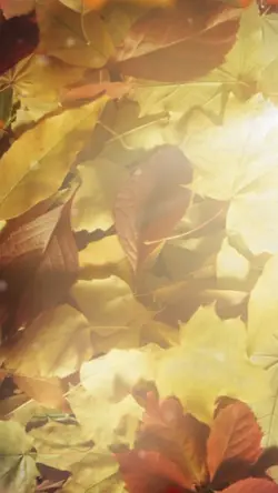 leaves portrait ¹⁵