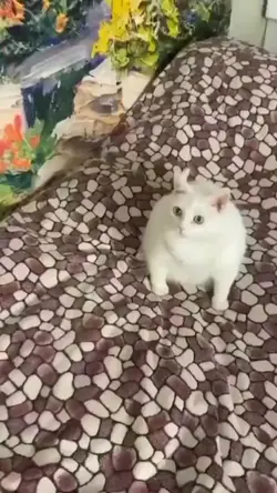 吐く猫の顔ハメ