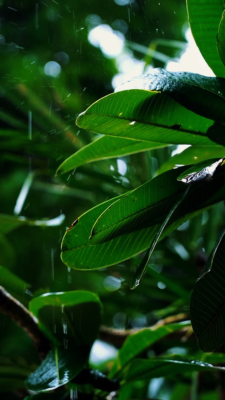 Cinematic Nature