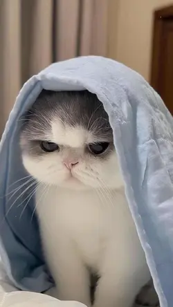 Mẫu voacl nhật