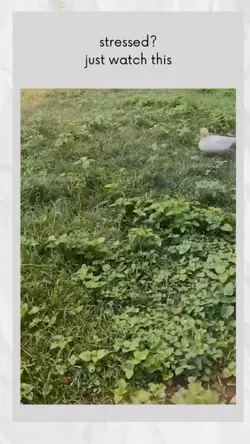just watch this