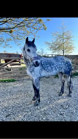 Horses/ponies