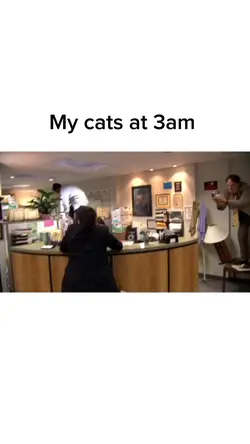 cat meme funny