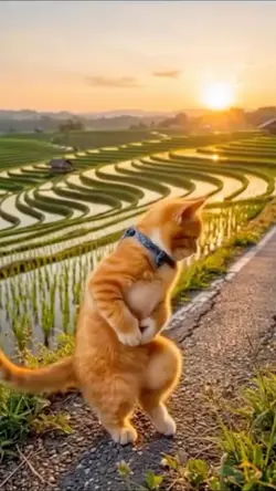 Kucing Dance