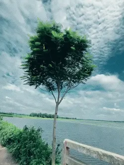 Trending Slow Motion