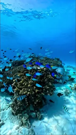 under the sea