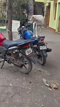 anjing bawa motor 