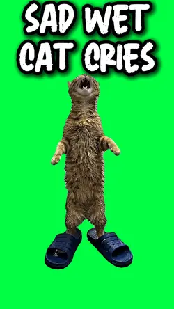 SAD & WET CAT CRIES
