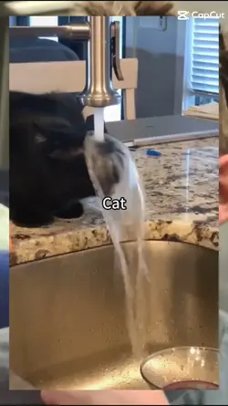 katzen