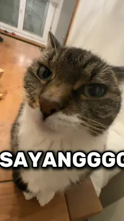 JJ MEME SAYANG X CAT