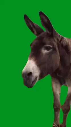 donkey laughing