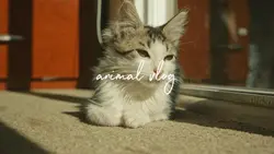 animal vlog