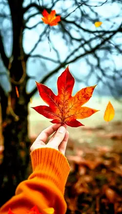 Autumn leaves