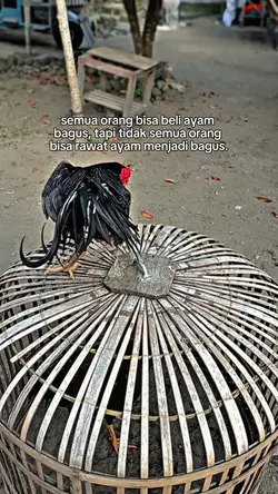 story ayam 