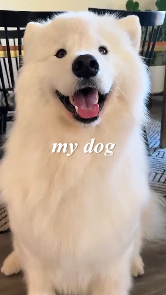 my dog