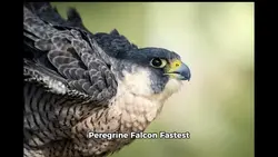 Peregrine Falcon
