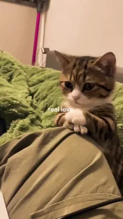 cat love