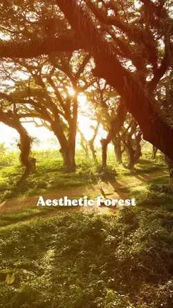 Aesthetic Forest 