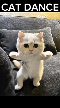 แมวเต้นได้