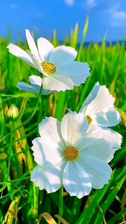 nature flower