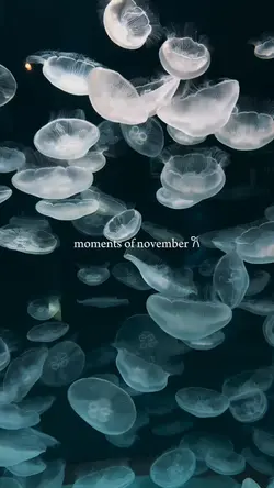 november moments