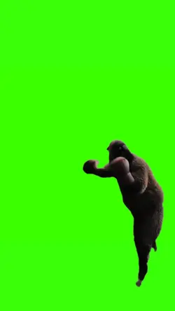 sheep boxing meme
