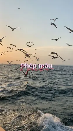 chẳng phải phép màu