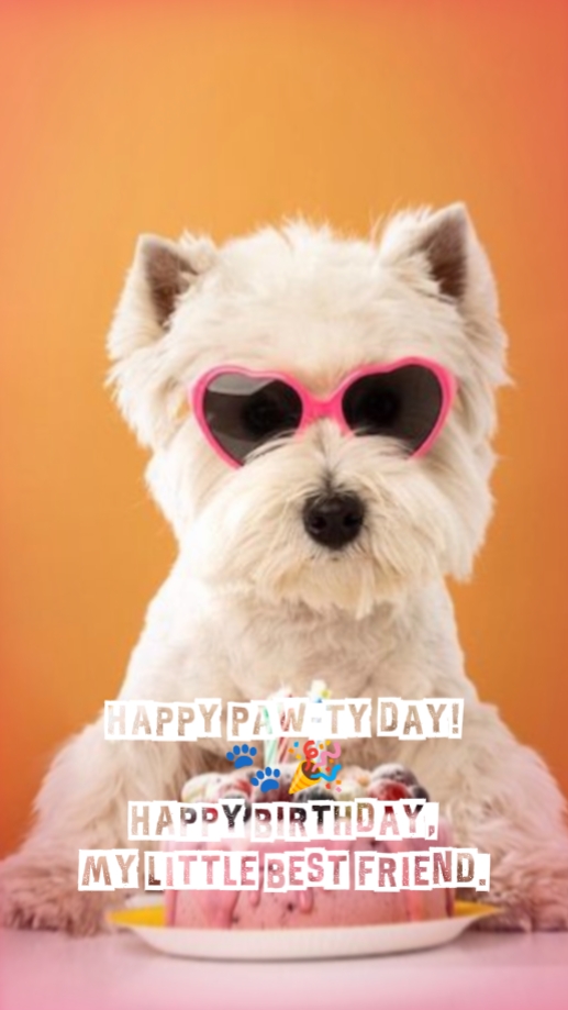 ANIVERSÁRIO MEU ANIMAL DE ESTIMAÇÃO