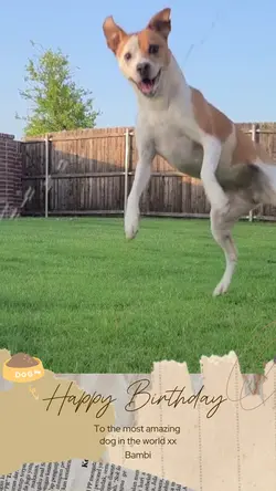 Dog Birthday 