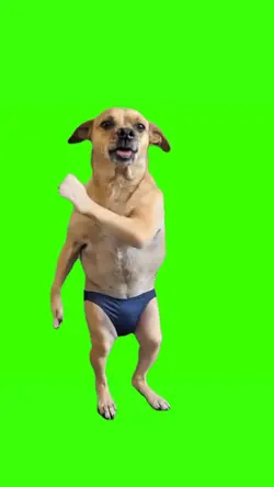 dog dancing meme