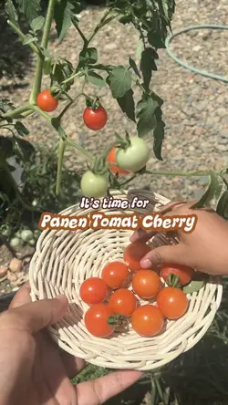 Panen Tomat