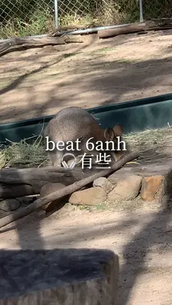 beat 6 ảnh