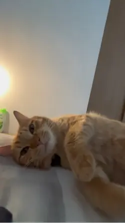 Doa kucing