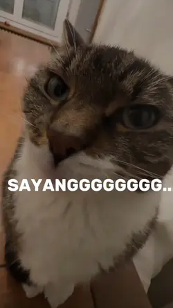 NoMiror Trend Kucing