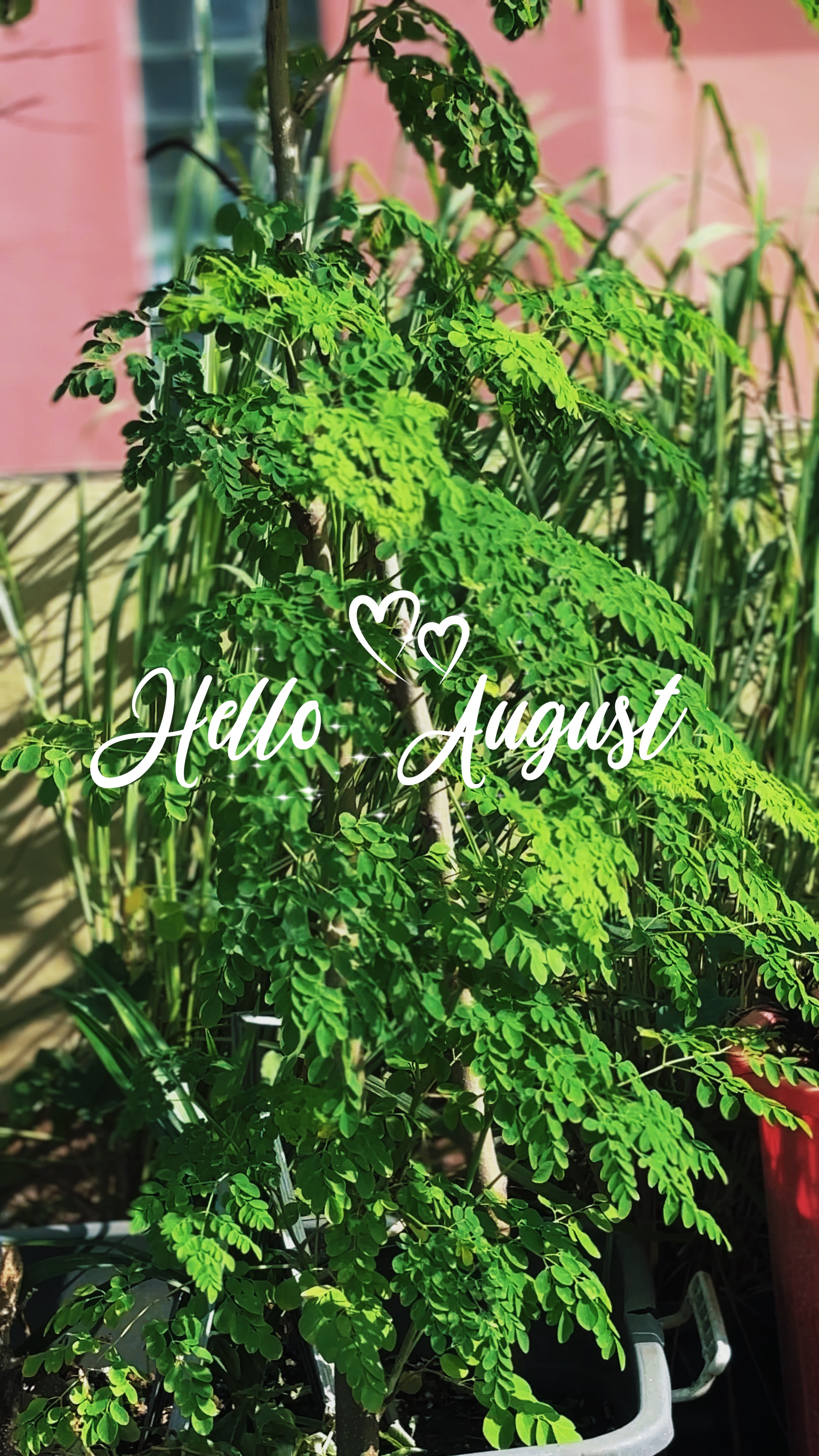 Hello August 1