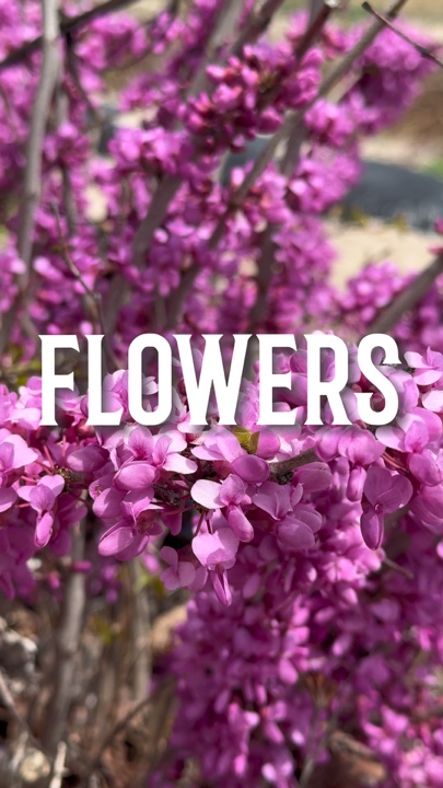 Flores 🌺 