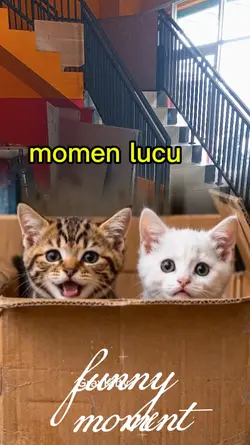 funny moment