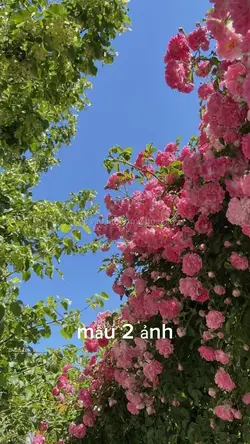 mẫu 2 ảnh