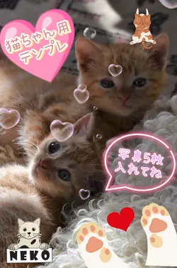 猫ちゃん用可愛いテンプレ