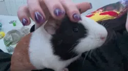Pets