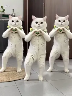 にゃんこのダンスショーai