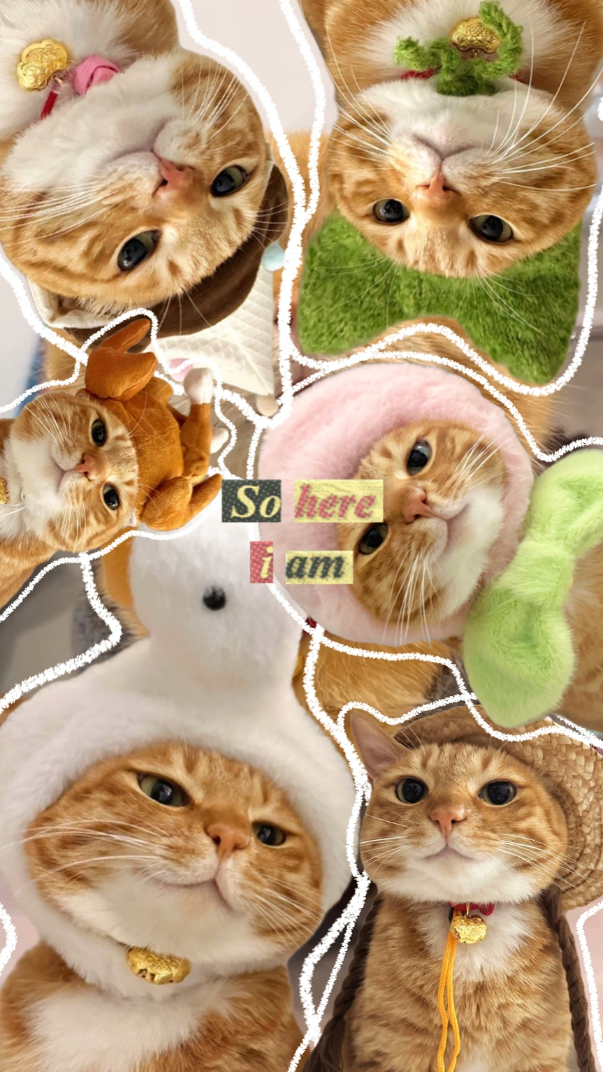 내 귀여운 고양이