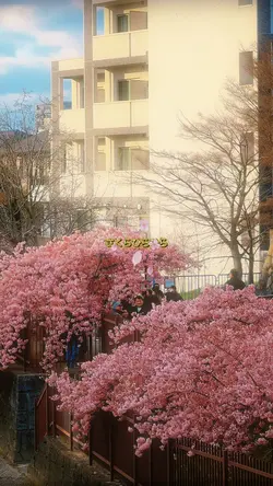 さくら🌸🌸