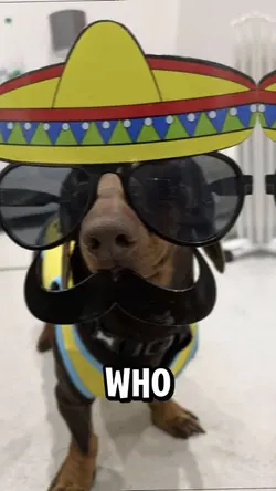 Dogs Out Song