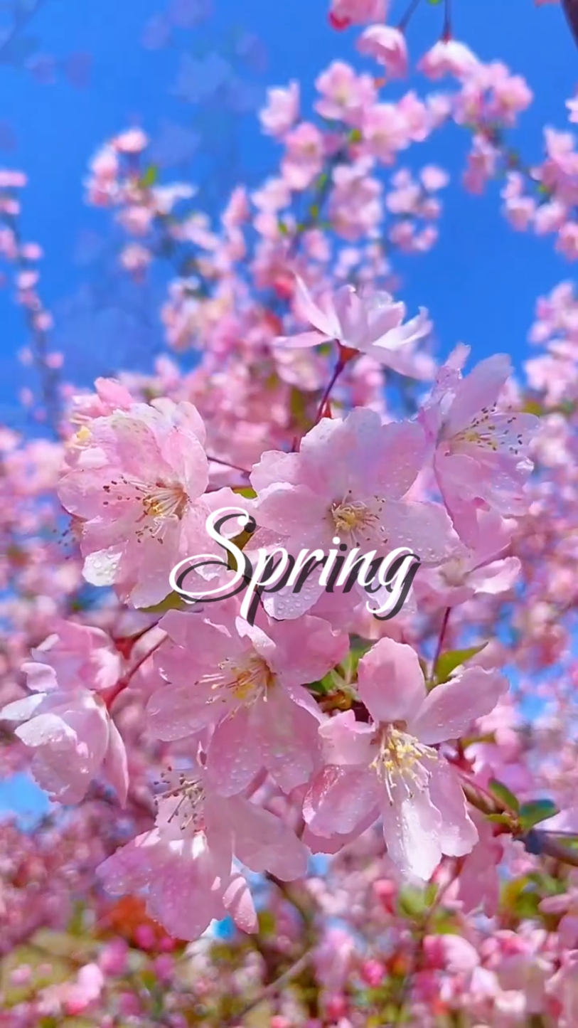 Primavera