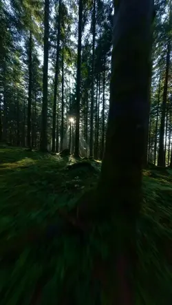 FLIGHT INTO FOREST 