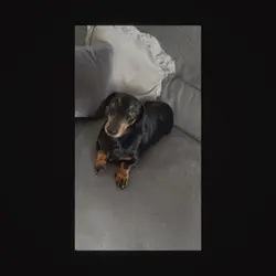 Puppy valentine ❤️🌹