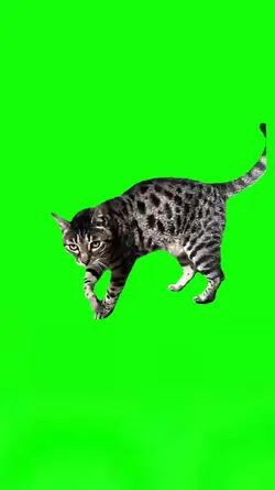Fendi Cats