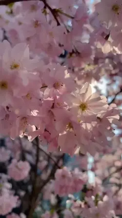 꽃 Sakura