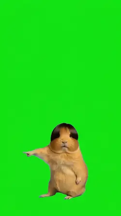 Guinea pig